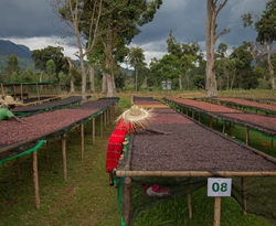 Etiopia Duwancho