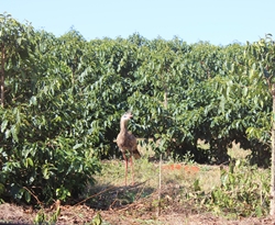 Brazylia Rancho Grande
