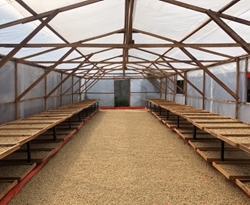 Sumatra Putra Gayo = NOWOŚĆ