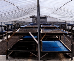 Sumatra Pegasing