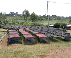 Tanzania Tarime