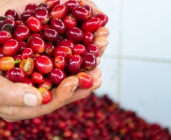 Ekwador Hacienda la Papaya - NOWOŚĆ