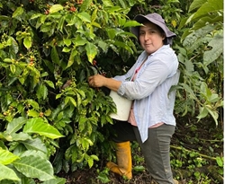 Ekwador Olinka Velez - NOWOŚĆ