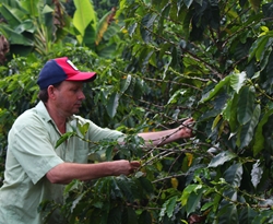 Honduras Sebastian Mejia - NOWOŚĆ