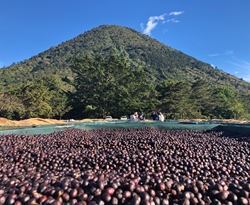 Salwador Los Angeles