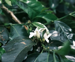 Sumatra Gayo - NOWOŚĆ