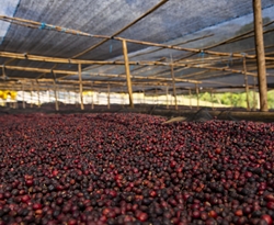 Etiopia Hamasho