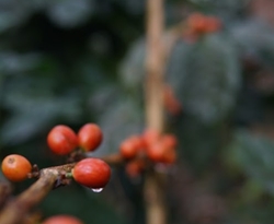Jawa Ijen - NOWOŚĆ