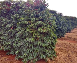 Brazylia Benedito Inacio - NOWOŚĆ